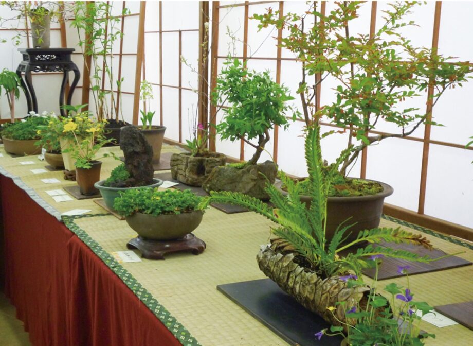 【4月18日・19日】弘法山山草会の「春の展示会」秦野市農協大根支所