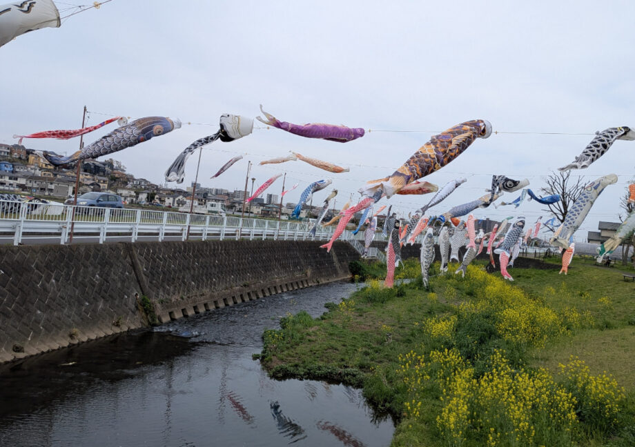 【厚木市】 恩曽川に舞う約260匹の鯉のぼり 地域に春呼ぶ風物詩　2026年５月６日まで