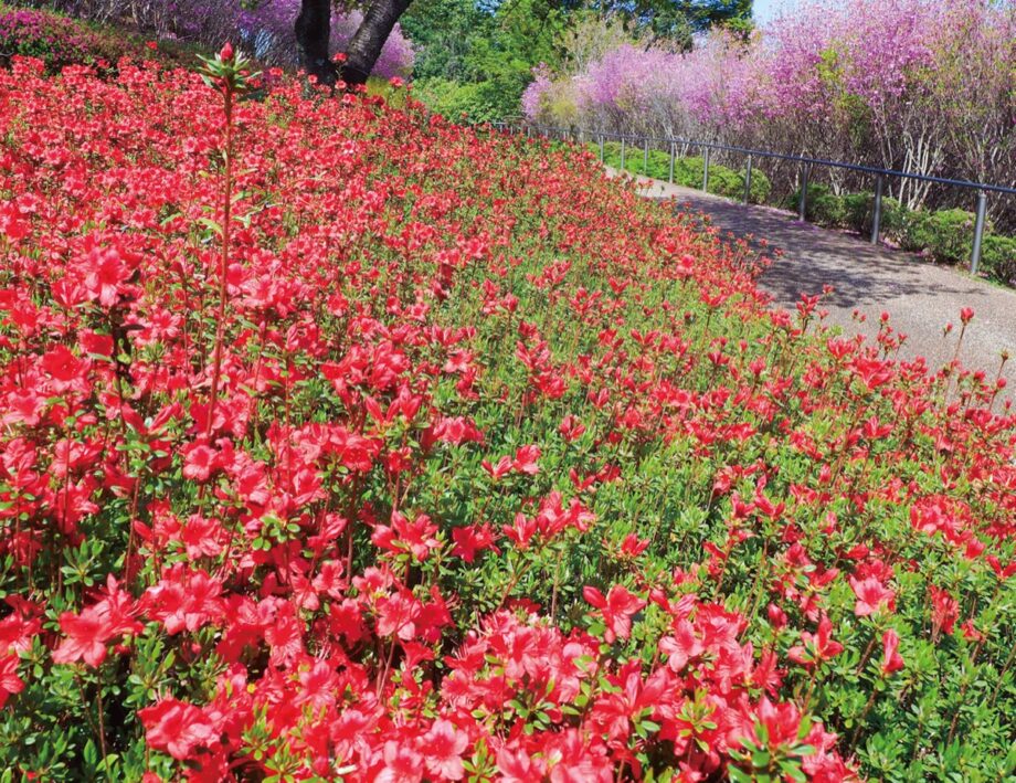 4万本のツツジ、2026年も続々開花 　あいかわ公園で鮮やかに
