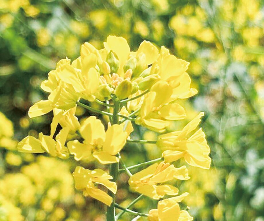 町田に2026年、春の訪れ～野津田で菜の花見頃は４月下旬まで