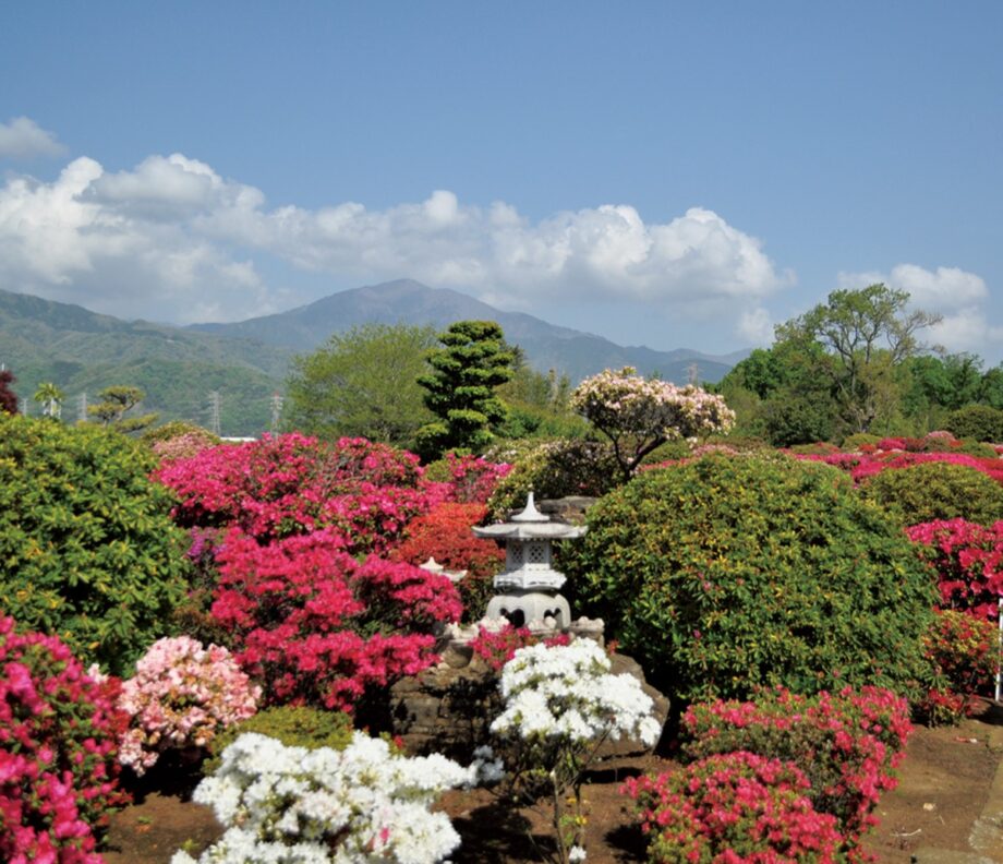 伊勢原市で杉山土建が、ツツジの庭を一般開放【４月15日～30日】
