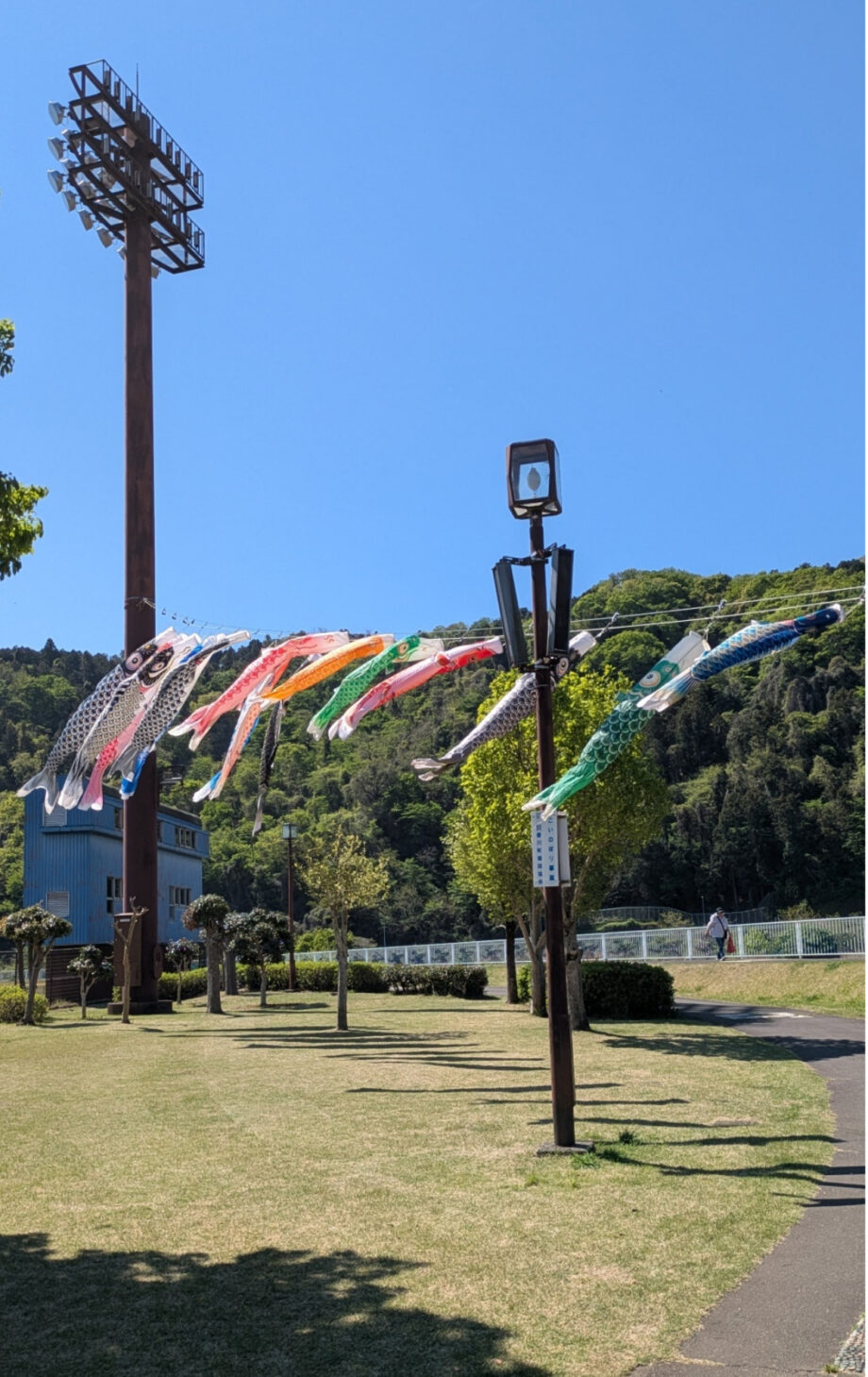 愛川の空にこいのぼり！ 田代運動公園と第1号公園で2026年5月6日まで