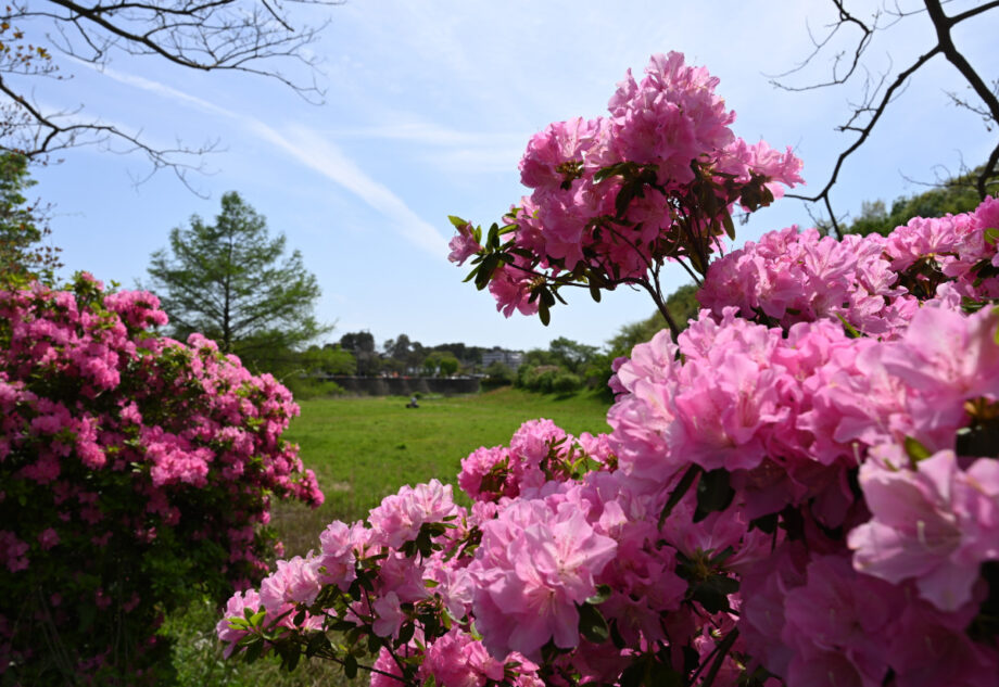 【花情報】横浜市瀬谷区の和泉川宮沢遊水地 春を彩るツツジ