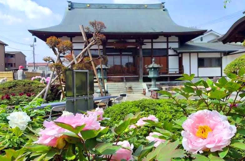 東京・八王子に「牡丹の寺」　境内に色とりどり約１３０株　希少な品種も【宗格院】