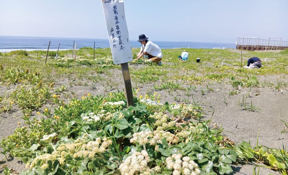 【参加無料】６月７日＜湘南はまぼうふうまつり＞辻堂市民センターと辻堂海岸で開催