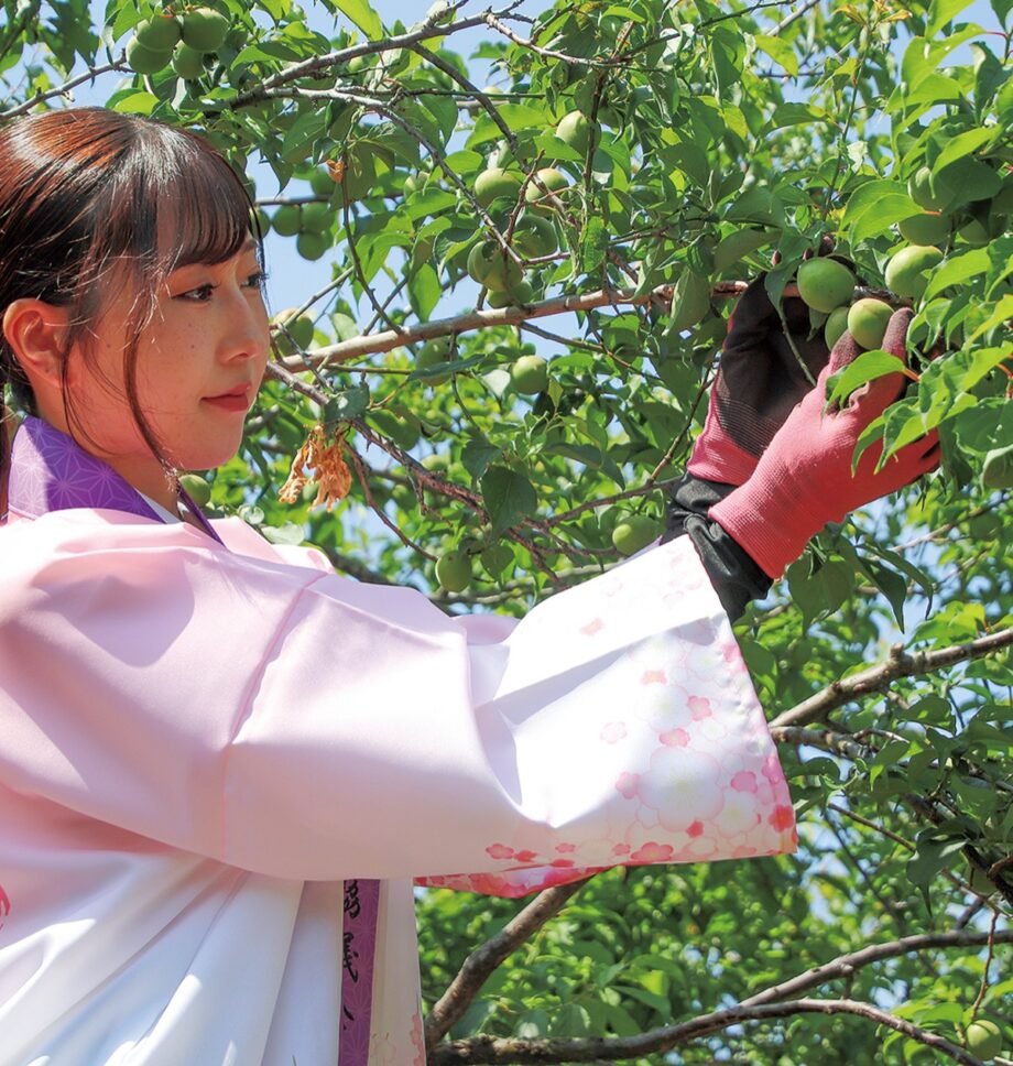 小田原・曽我梅林で初夏を告げるウメの初もぎを実施!生育は良好、直売も