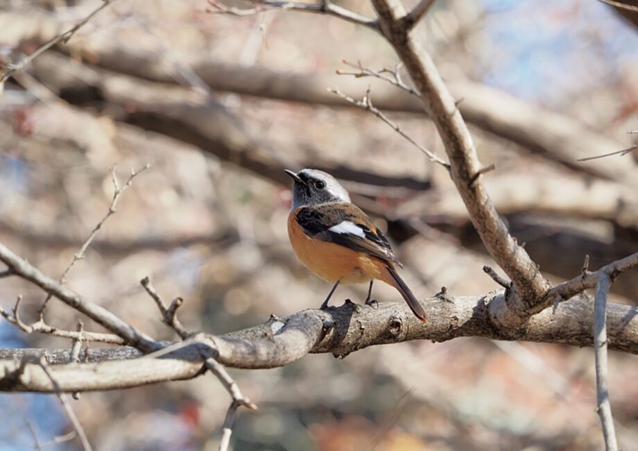 6月４日まであいかわ公園の野鳥展　 愛好家が捉えた57点を紹介