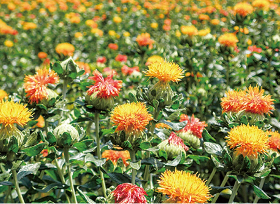 町田市大賀藕絲館で「紅花まつり」紅花摘み取り体験や各種製品の販売を予定～