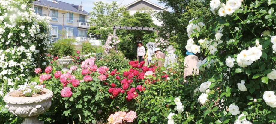 【横浜市都筑区】今が見ごろ バラ覆う川和庭園@川和町・グループホーム都筑の丘