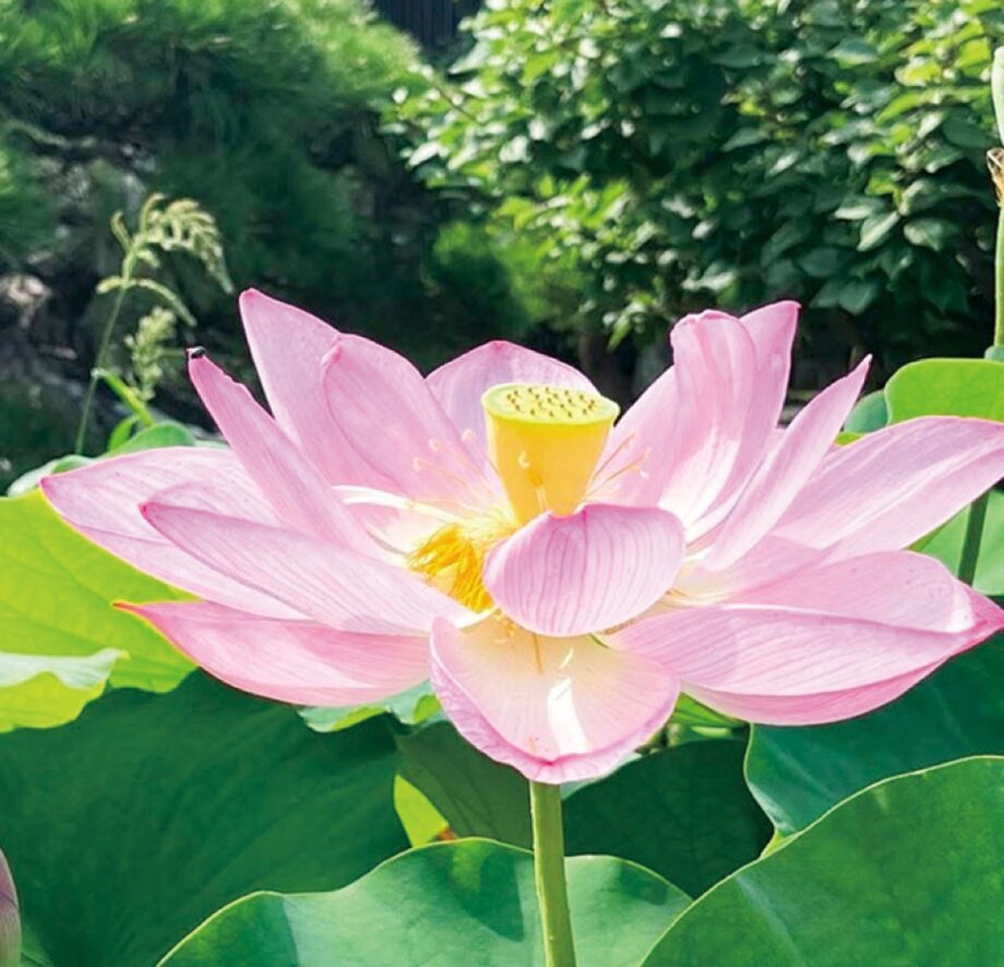 【鎌倉のとっておき】かまくら花めぐり(蓮)