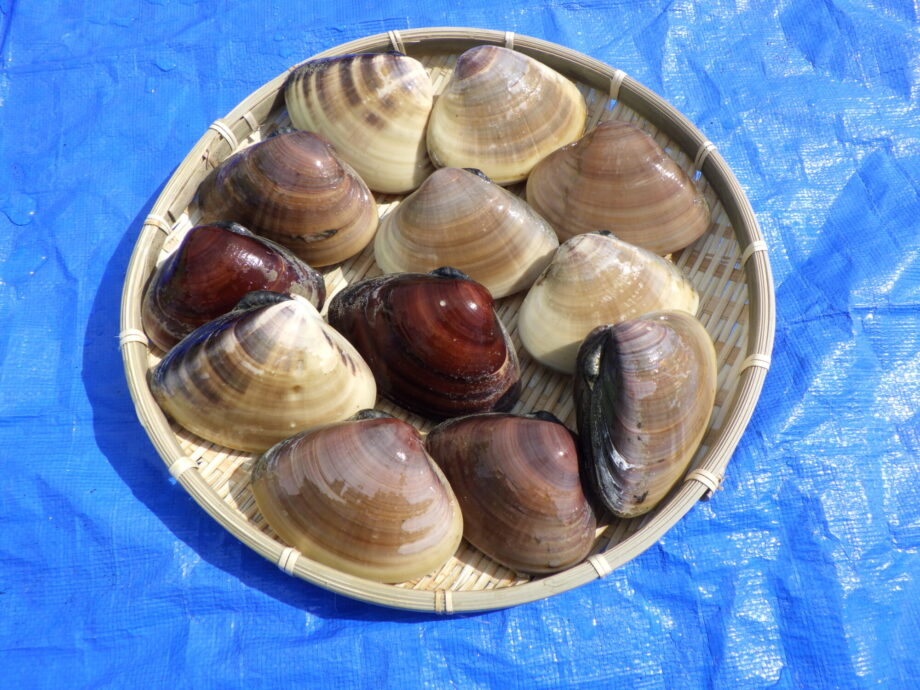 育てよう「茅ヶ崎ハマグリ」魚や漁業の講座も　６月６日に茅ヶ崎漁協で