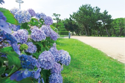 【三浦市】城ヶ島公園ー名残りのアジサイーあじさい・七夕まつり7月7日まで