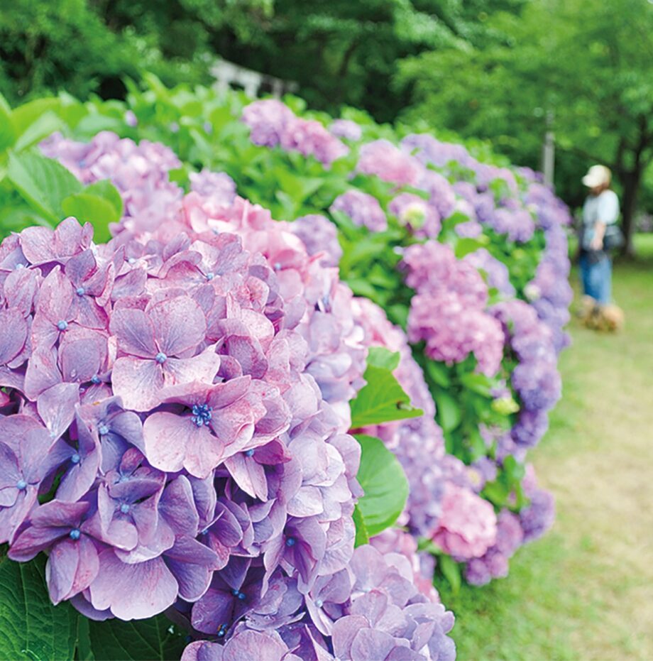 ＜雫まとうアジサイが7月中旬まで見頃＞藤沢・引地川親水公園