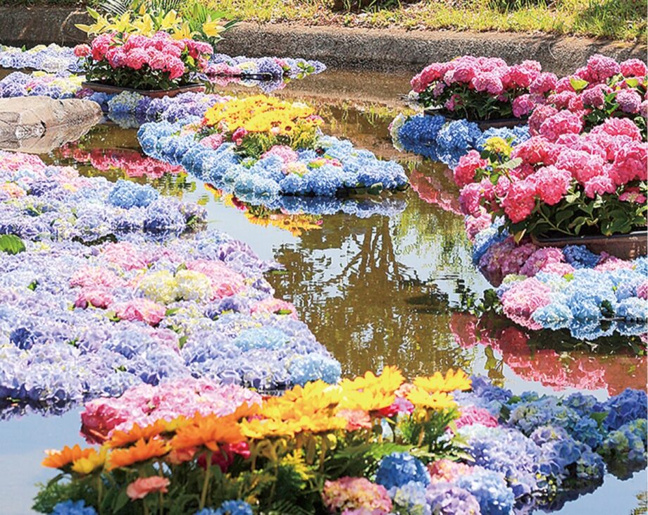 【開成町あじさいまつり】６月６日（土）から９日間、水田彩る虹色５千株