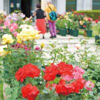 【芦ノ湖畔・恩賜箱根公園】色とりどりの鉢植えのバラを楽しめる「初夏のバラ展」開催中〈6月12日まで〉