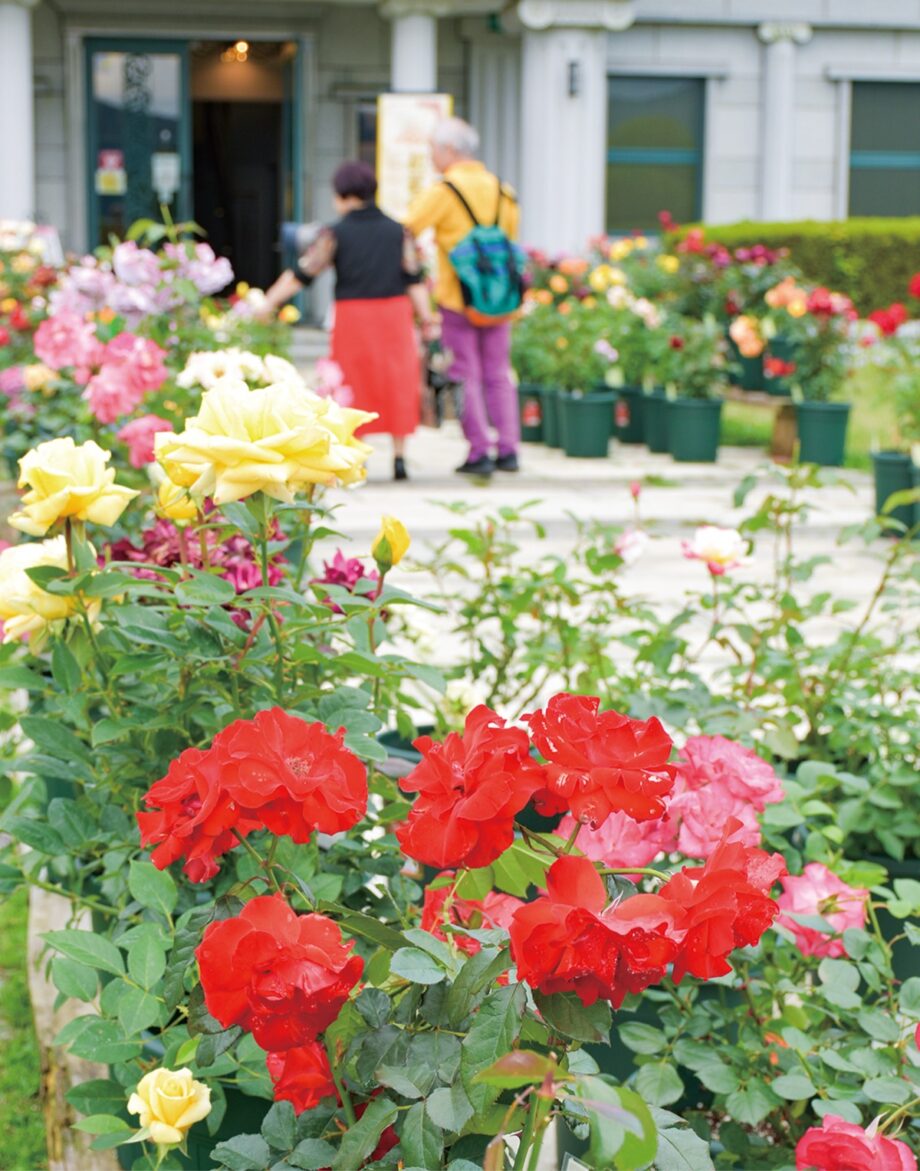 【芦ノ湖畔・恩賜箱根公園】色とりどりの鉢植えのバラを楽しめる「初夏のバラ展」開催中〈6月12日まで〉