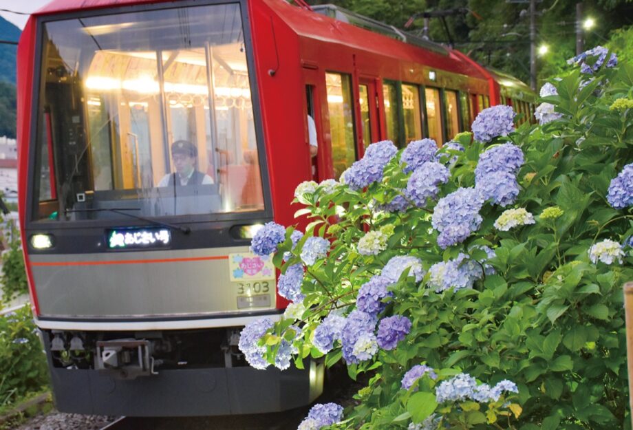 【箱根登山電車】沿線のあじさいをライトアップ!「夜のあじさい号」も運行中〈6月30日(火)まで〉
