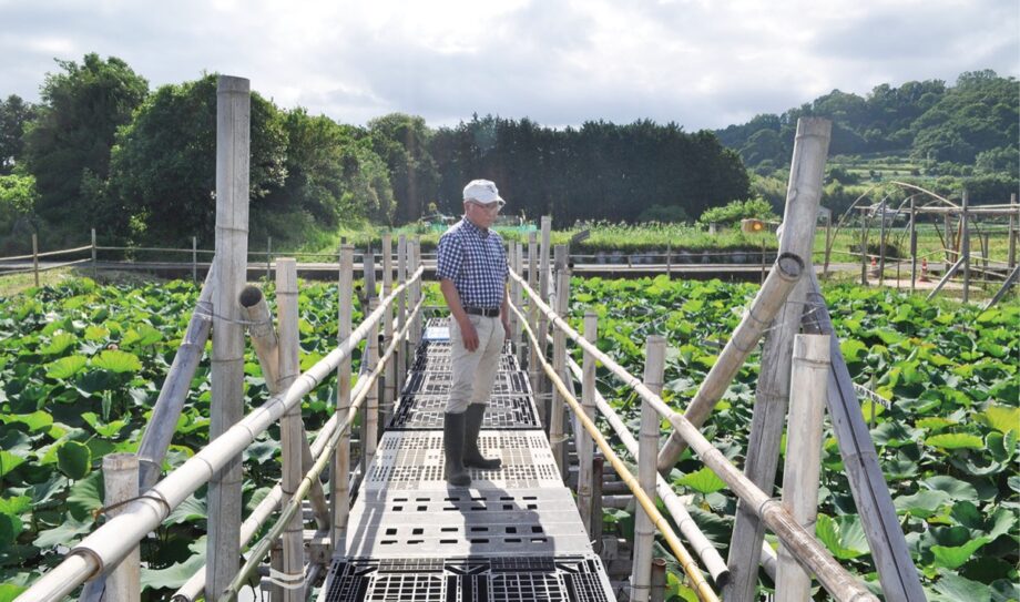 7月上旬から見ごろ【秦野市西田原】ハス池の鑑賞環境整備