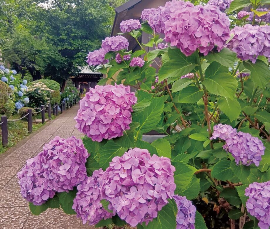 【6月21日】川崎市多摩区・妙楽寺で2026年も恒例の「あじさいまつり」地場野菜やアジサイ苗の販売も