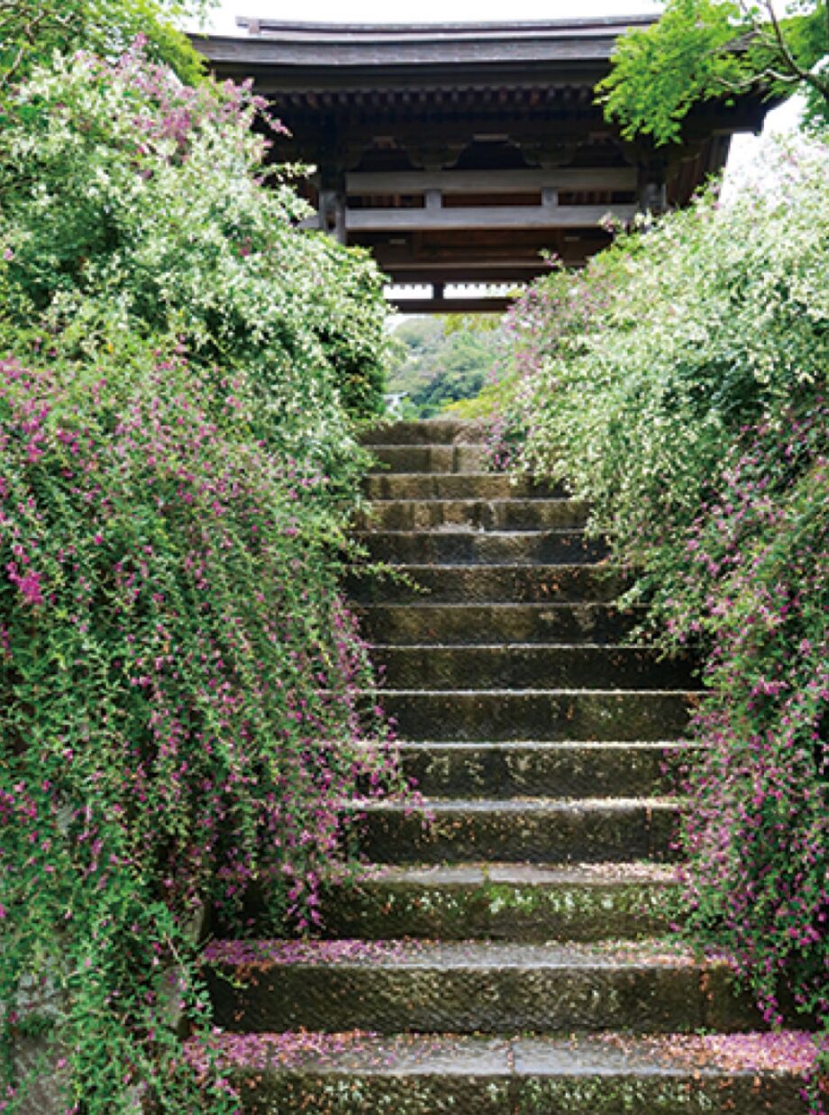 【鎌倉のとっておき】かまくら花めぐり（萩）