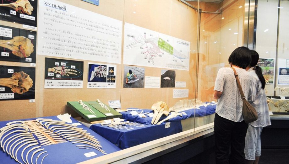 「骨」テーマの特別展！スジイルカの骨格標本から化石まで約200点《9月23日まで開催中》平塚市博物館
