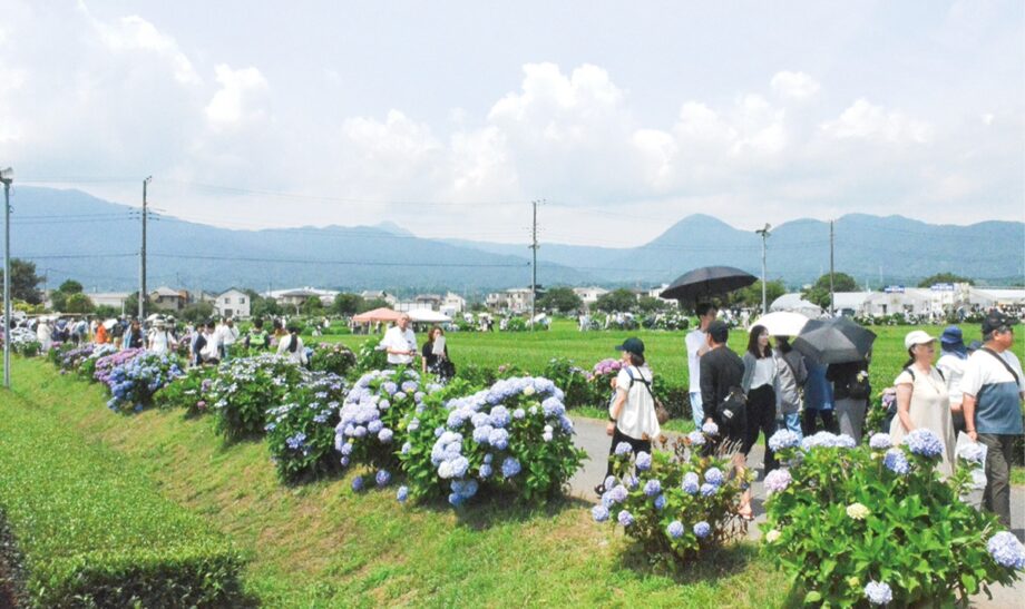 2026年「開成町あじさいまつり」の入込観光客数が２３万人で過去最高を更新！