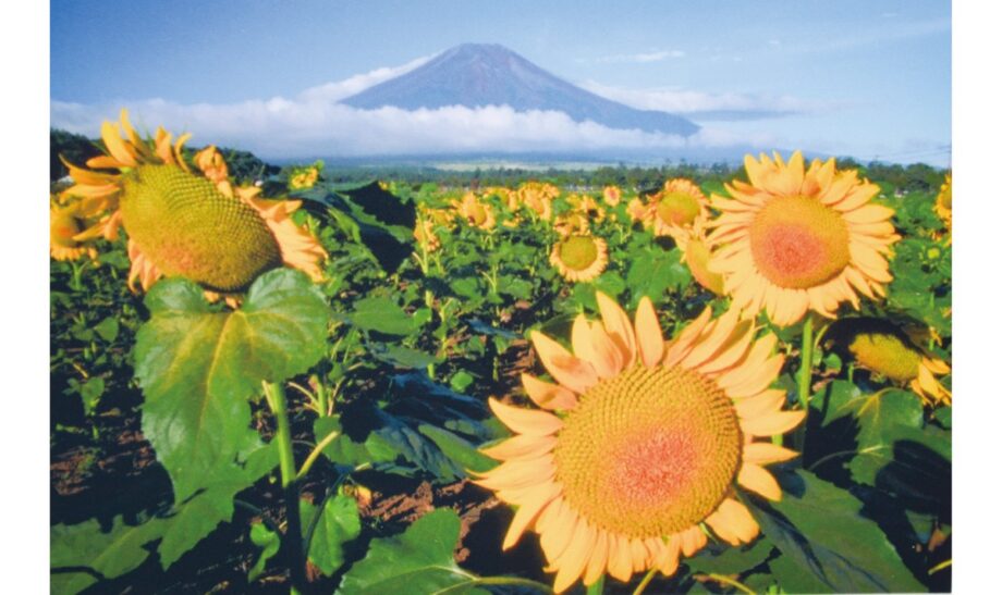 カメラマン前田悟さんの富士山写真展〈小田原市むすび処茶のまある〉2026年7月31日まで