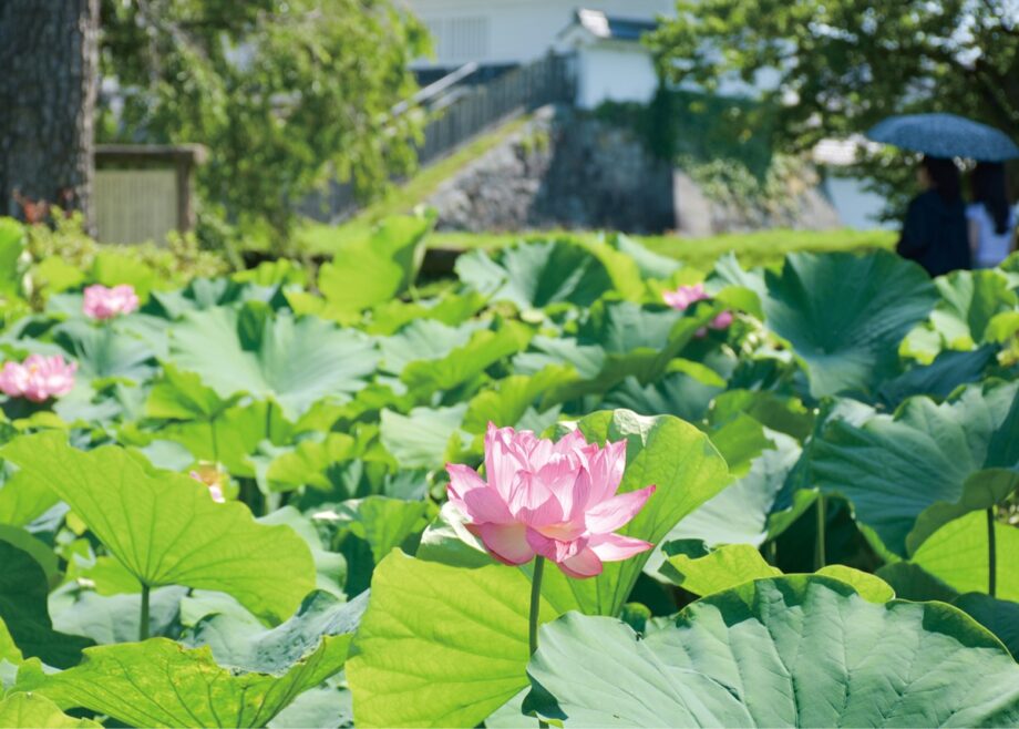 2026年も小田原城址公園でお堀を彩る可憐なハスの花が見頃!〈8月上旬頃まで〉
