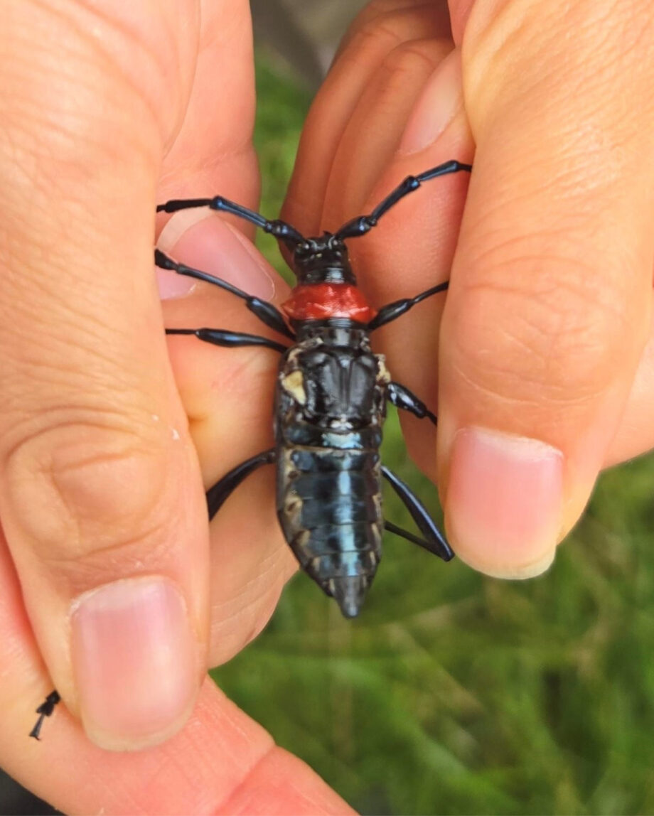 川崎市宮前区・菅生緑地で外来生物「クビアカツヤカミキリ」を川崎市内で初確認～樹木に影響