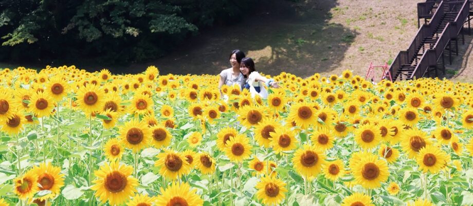 横須賀「くりはま花の国」でヒマワリ見頃　2026年8月16日まで・熱中症に気を付けて