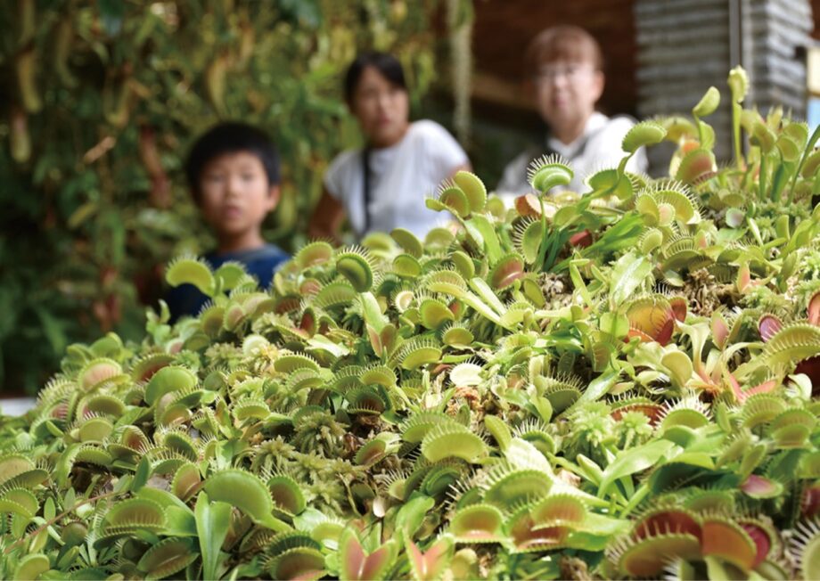 【箱根湿生花園】「世界の食虫植物展」開催中!約100種700点を展示〈8月31日まで〉