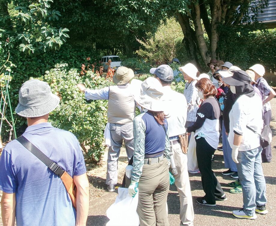【無料講座】プロの指導　県立相模原公園で「家庭で育てる秋のバラ管理」が9月5日に開催