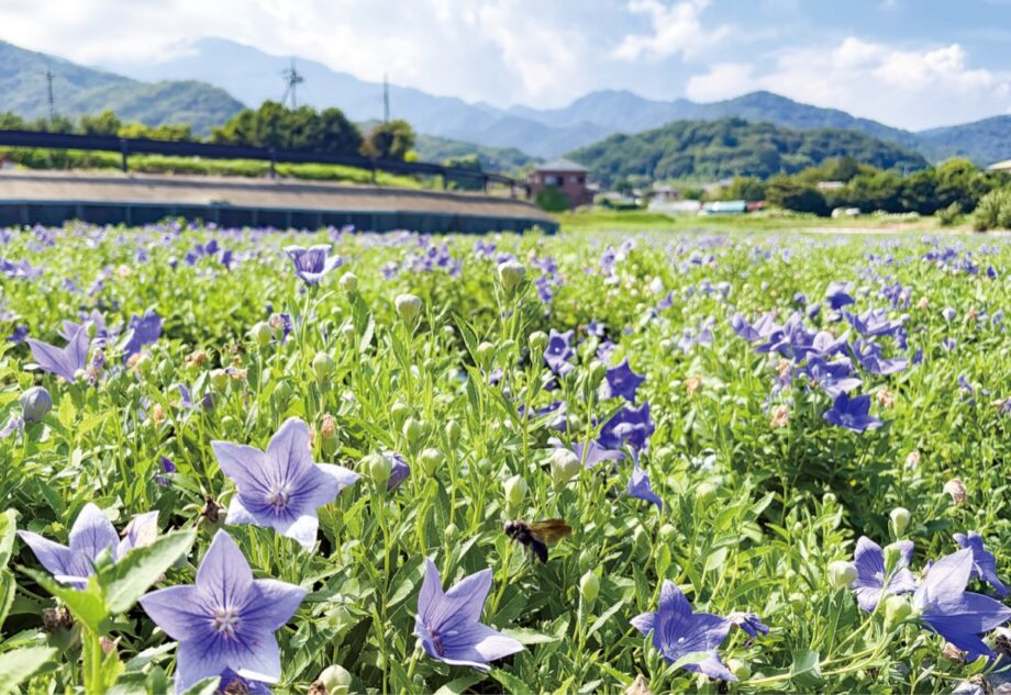 【伊勢原市】日向に揺れる紫 キキョウが開花