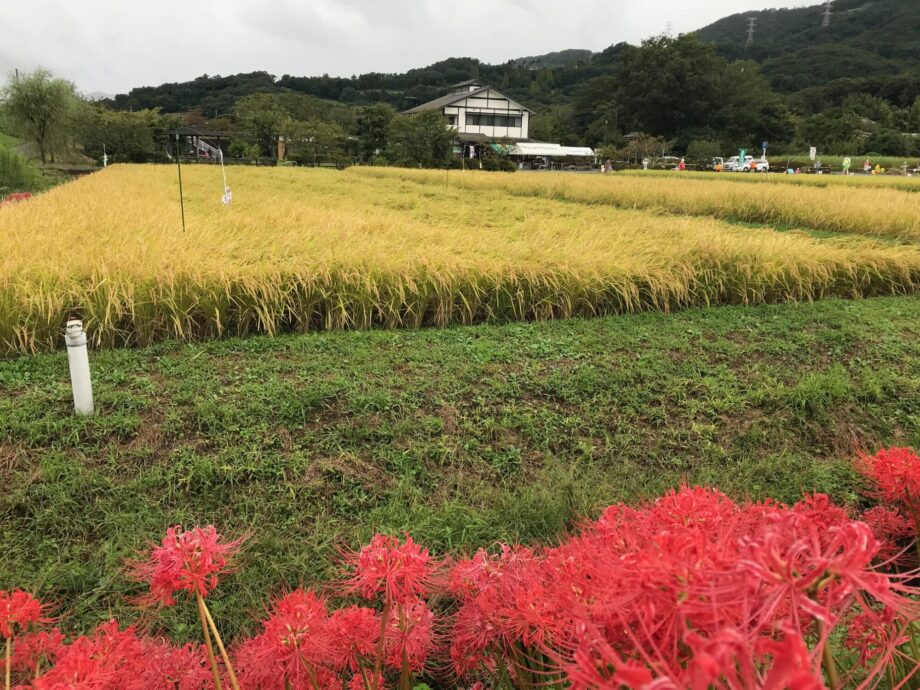 絵師しろひげと行く「はだの観光スケッチ」 秋の田原ふるさと公園で「稲穂と彼岸花」を描こう！