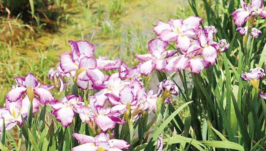 大井町役場で「せせらぎの郷花菖蒲園」の閉園に伴い、花菖蒲の株を無料配布
