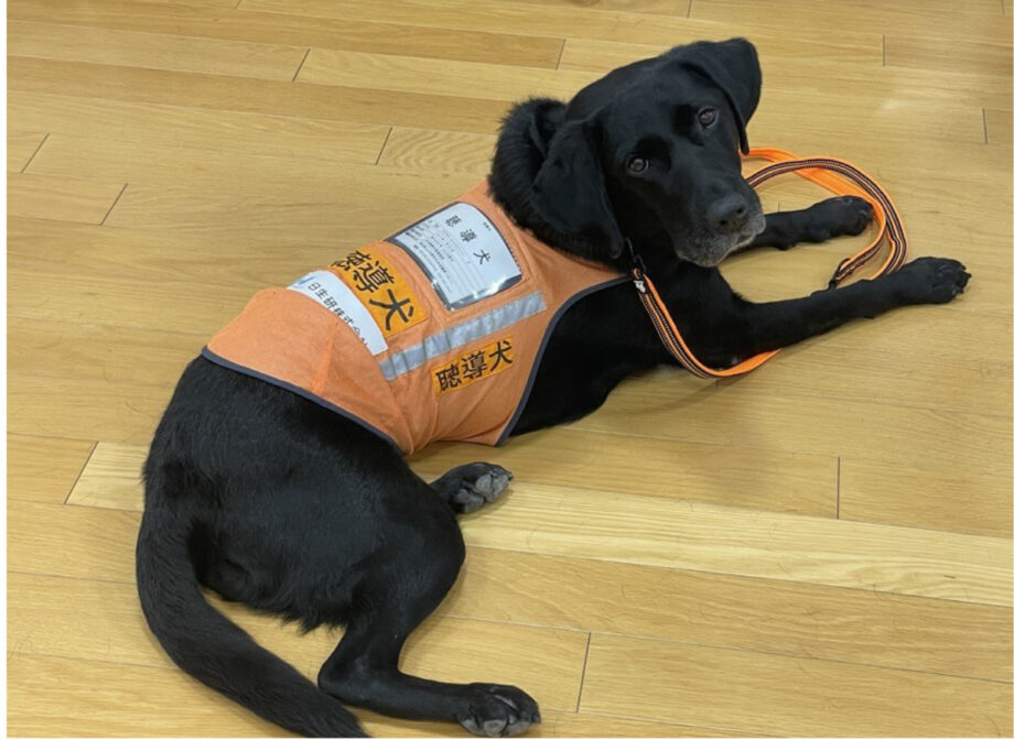 【2026年10月12日】川崎市役所本庁舎で「動物愛護フェア」動物に触れる特別な1日@川崎区