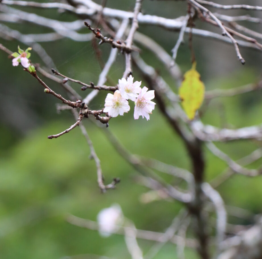 【秦野でおさんぽ・10月】秦野市寺山「十月桜」