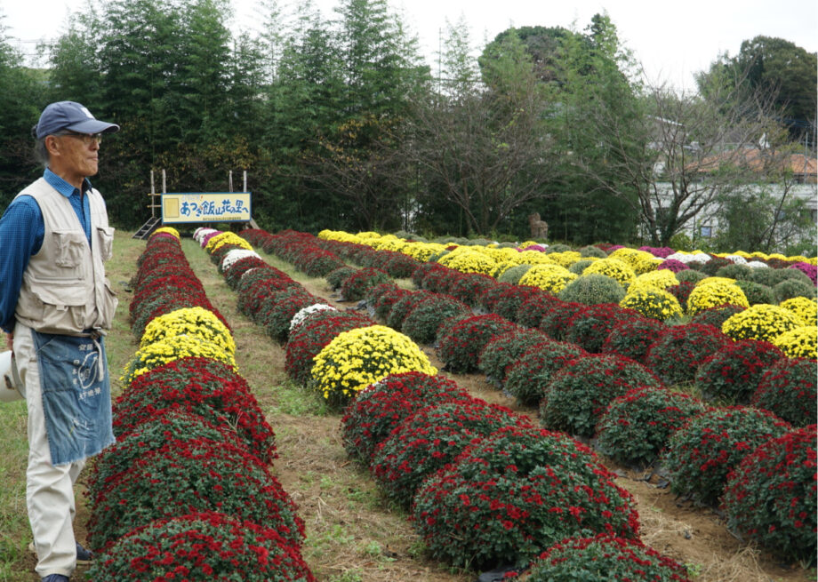 【厚木市】秋の飯山を彩る　10月31日から「ざる菊まつり」