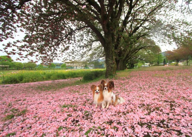 桜の花さんぽ最終章
八重桜の絨毯が綺麗です。
丹沢大山フリーパス買って涼しい午前中の秦野戸川公園に。野鳥の声が美しく緑がいっぱい
お昼は家に帰宅して食べます。
#丹大はるさんぽ
#秦野桜日和
#秦野戸川公園
#秦野戸川公園八重桜
#秦野戸川公園八重桜花びら
#丹沢大山フリーパス 
#小田急丹沢大山フリーパス