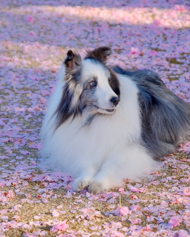 2025.4.27(日)☀️
アリオンと桜めぐり🌸🐼🌸

八重桜の花筵で❀.*･ﾟ❀.*･ﾟ❀.

相変わらずウロウロして🐾🐾
お尻向けてそっぽ向いたりするけど🐼
今年の桜中継も楽しかった📸💗

♬さくらさくらさくらさくら
毎年咲き誇る愛の証🌸
来年も再来年もずっと
一緒に過ごしたいよ君と🐼♬

以上モモ一庁の関東支局🌸
アリオン二庁がお伝えしました🐼

‪‪🌸🌸🌸🌸🌸🌸🌸🌸🌸🌸🌸🌸🌸
*
📷X-T4+XF18-135mmF3.5-5.6R LM OIS WR
FS:ASTIA／ソフト
*
#シェルティ
#シェルティバイブルー
#シェットランドシープドッグ
#クンカブル
#シェ嵐
#犬のいる生活プライスレス
#お金で買えない価値がある
#best_moments_pet
#inuclub_jpn
#inutome
#petcy
#わんちゃんホンポ
#私のいぬらいふ
#何気無い瞬間を残したい
#まるごと写したい思い出
#今日もX日和
#jpeg撮って出し
#fujifilm_xseries
#富士フイルムの色が好き
#色に恋する富士フイルム
#富士フイルムに恋してる
#愛おしさという哲学
#一期一会のモノガタリ
#かがやきフォトかながわ
#kanagawaphotoclub
#あなたがTABIする春フォトコン2025
#ドグパラ春フォトコン
#秦野日和
#秦野桜日和
#秦野戸川公園