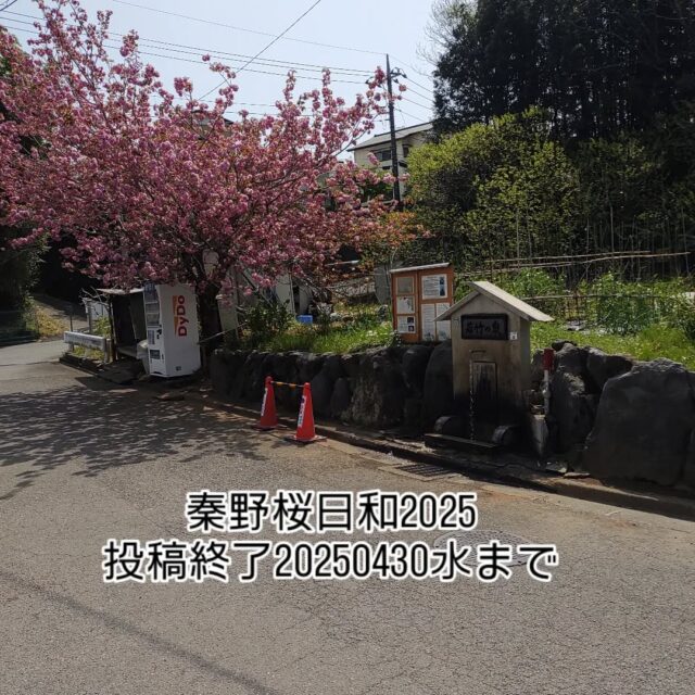 #秦野桜日和　秦野桜日和投稿終了20250430水まで