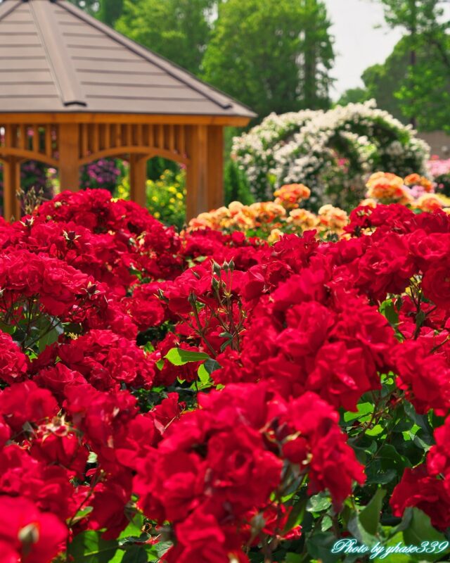 秦野市カルチャーパーク🌹🏃
バラ園🌹(その2)

来場時見頃で綺麗でした。🌹😍

2024.5.20
PLフィルター使用
hadasta_contest
・・・
#秦野市カルチャーパーク
#秦野カルチャーパーク
#秦野日和
#秦野桜日和
#秦野
#秦野市
#hadasta2025
#raw_japan
#1x_japan
#deaf_b_j_
#photo_shorttrip
#japan_photo_hub
#sorakataphoto
#広がり同盟メンバー
#tabisalad_plus
#tokyocameraclub
#kanagawaphotoclub
#かがやきフォトかながわ
#こころから
#odakyutrip